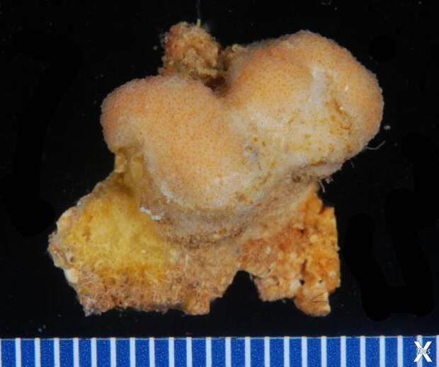 Astrosclera willeyana / ©Moorea Biocode