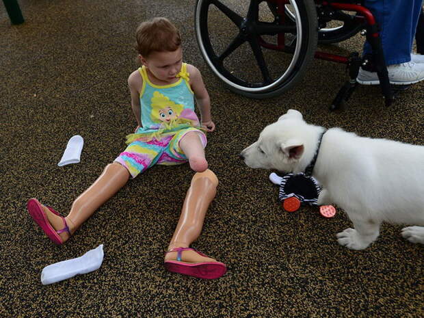 Девочке с ампутированными ногами подарили собачку с ампутированной лапой