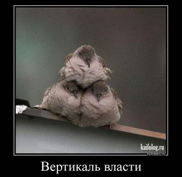 Весёлые демотиваторы - 262 (50 демотиваторов)