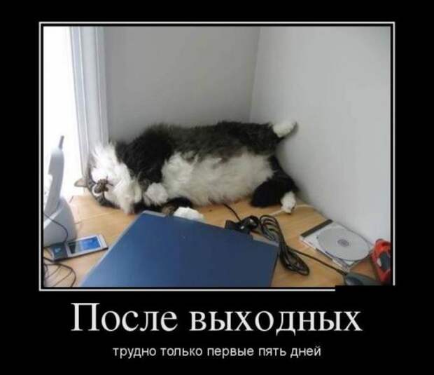 Немного новых демотиваторов