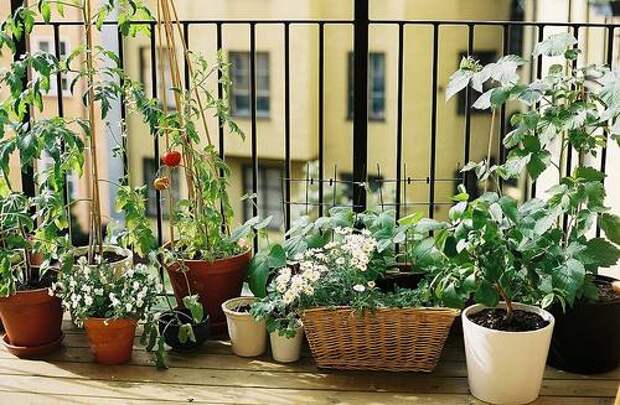 3-27-09_balcony_garden.jpg ЦВЕТЫ 3 (500x327, 51Kb)