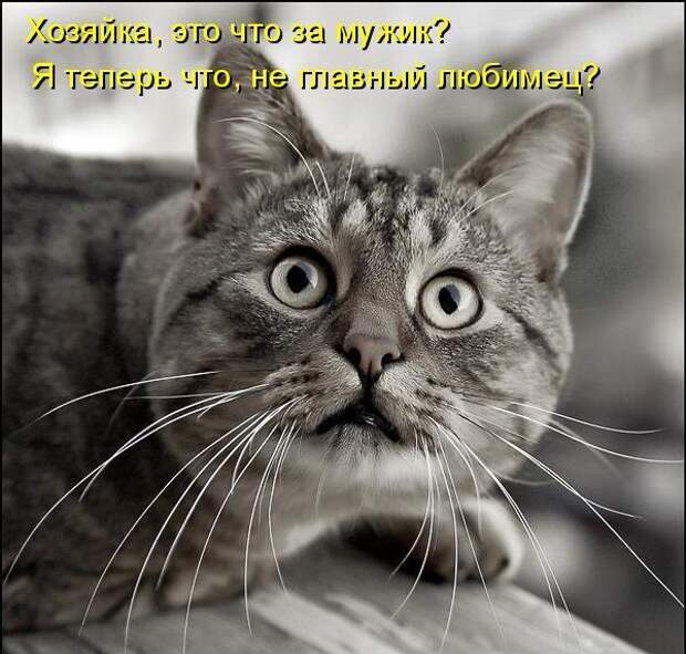 Котоматрица 9