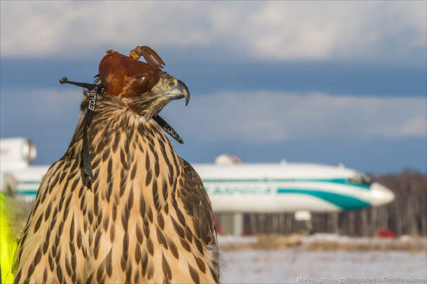 DME birds DME birds