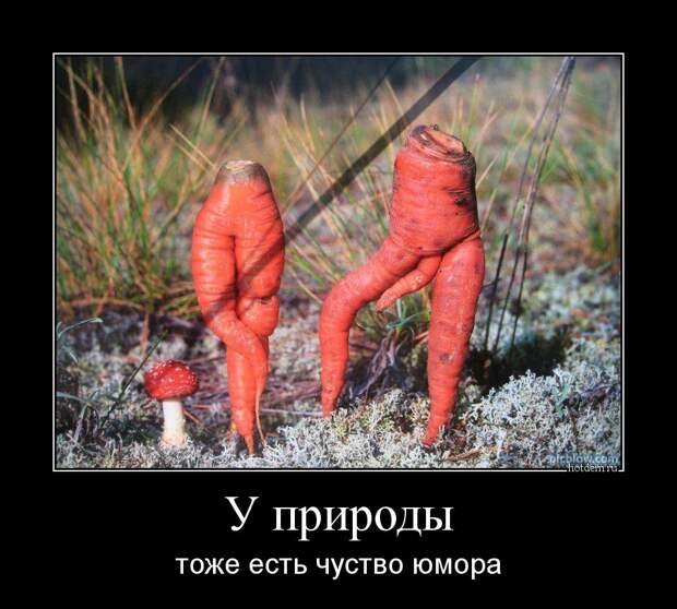 Демотиваторы демотиваторы, прикол, смех, юмор