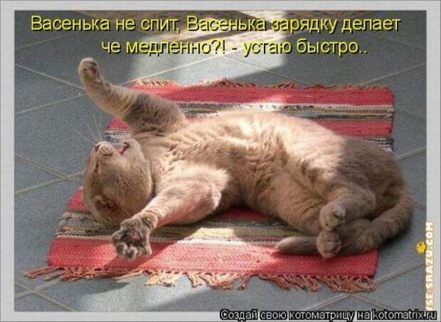Котоматрица Котоматрица
