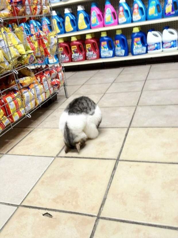 Милота дня! Спим где хотим!)))