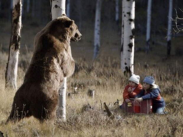 Смешные медведи