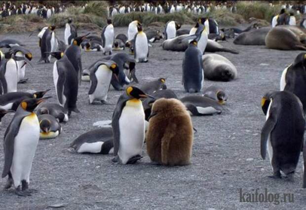 Приколы про пингвинов (30 фото) Приколы про пингвинов (30 фото)