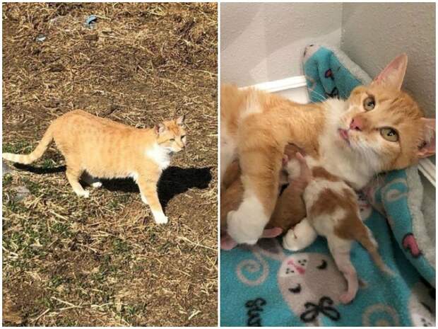 Скромная кошка благодарила девушку, которая спасла ее будущих котят история, история спасения, коты, котята, кошки, помощь животным, спасение животных