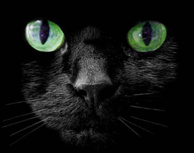 Животные богачи richanimals09 Животные богачи