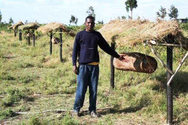 www.newscientist.com-beefence_kenya
