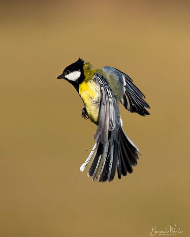 Симпатичные птички на снимках Бенджамина Венде