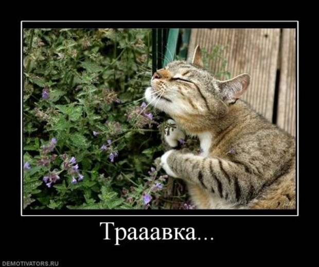 Демотиваторы, подборка свежих ржачных.