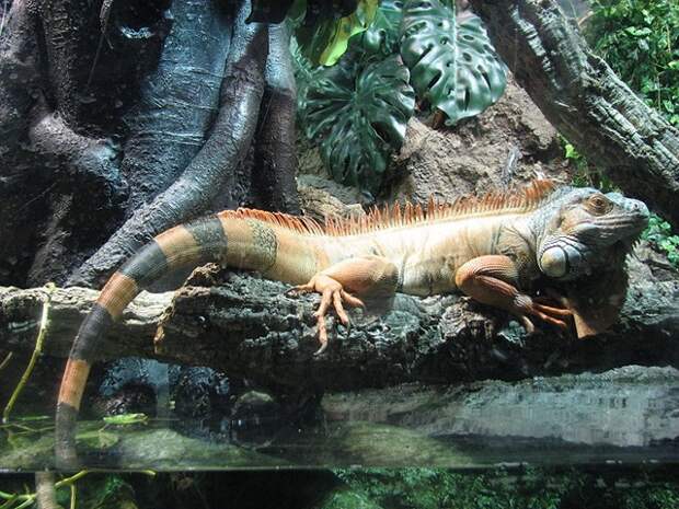 Iguana_Aquarium_Barcelona