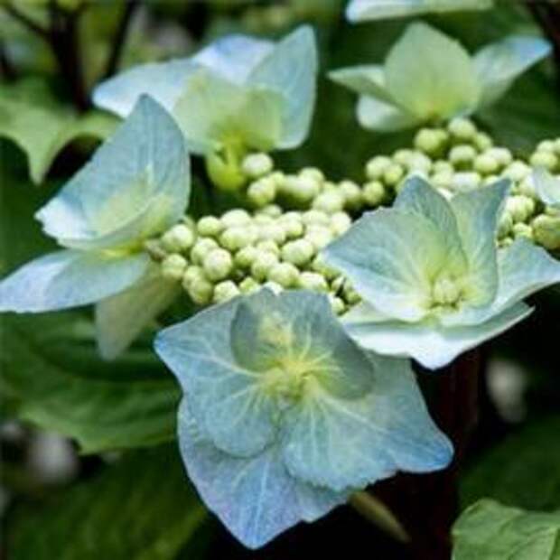 Гортензия крупнолистная (Hydrangea macrophylla)