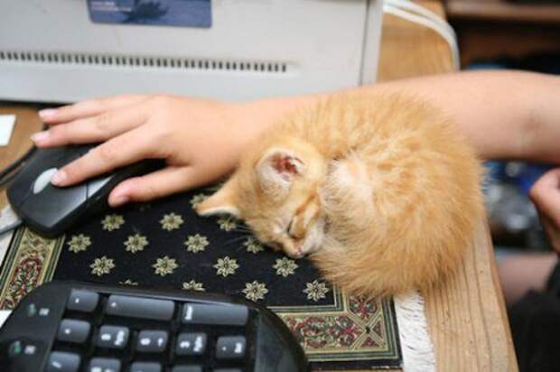 Спящие котята