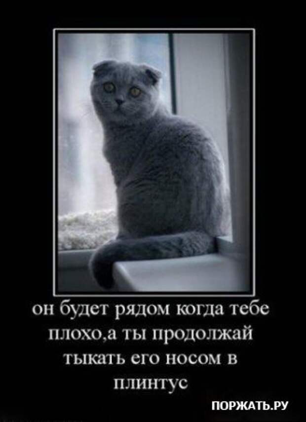 Демотиваторы про котэ (30 фотэ)