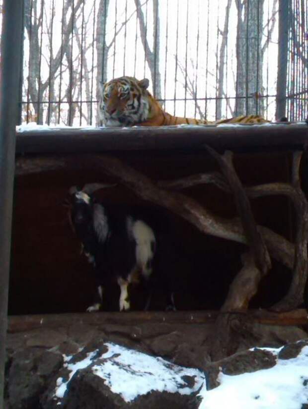 В Приморском Сафари-парке уже четвертый день в одном вольере живут тигр и козел жизнь, козел, сафари - парк, тигр