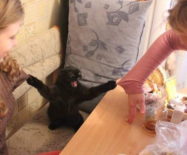 Это поймет каждый обладатель злого кота животные, злые, коты