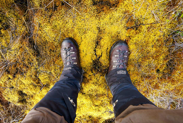Thick Yellow Peat Moss Peat Moss Greenland