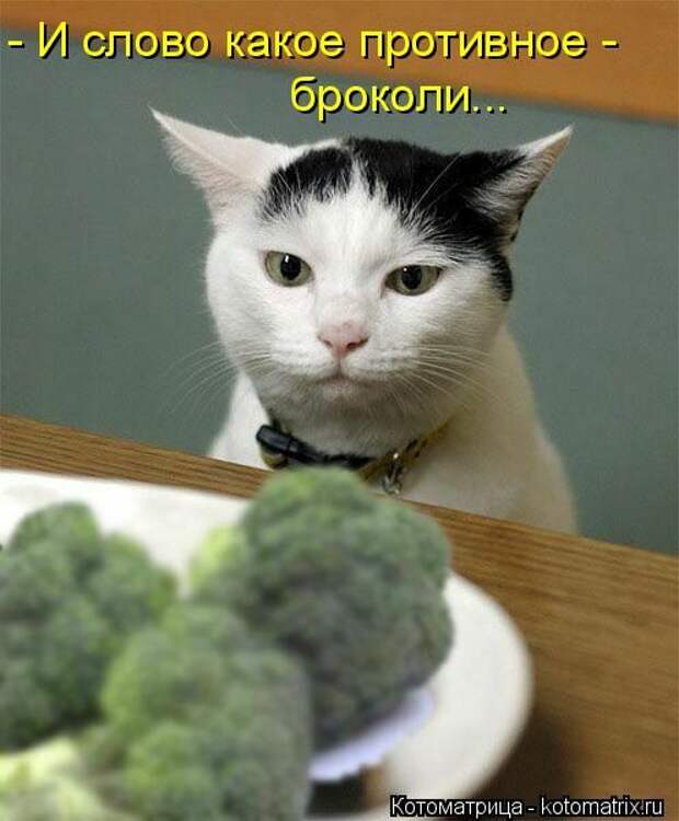 Котоматрицы(картинки с надписями)