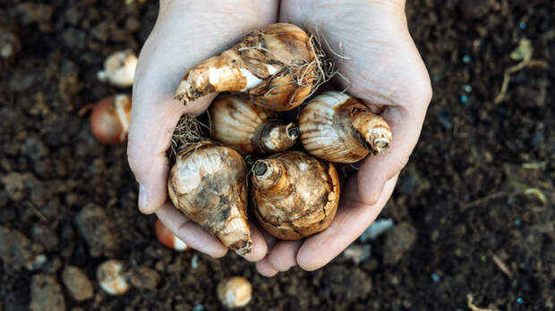 Посадка нарциссов осенью: когда высаживать и какие сорта выбрать для пышного цветения весной