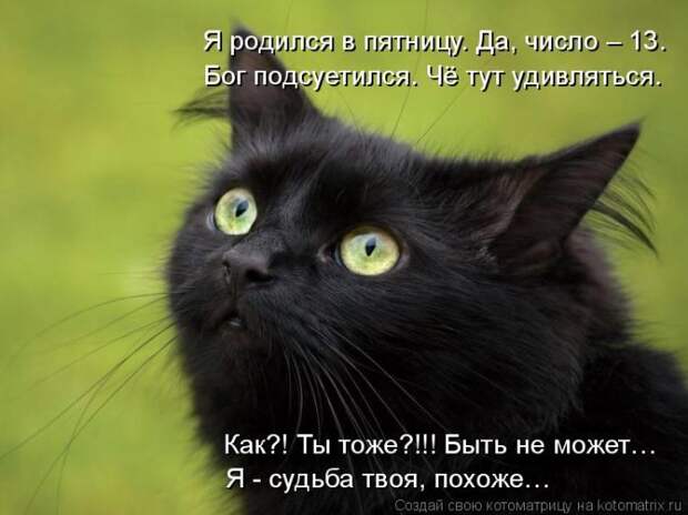 Лучшие котоматрицы недели (50 фото)