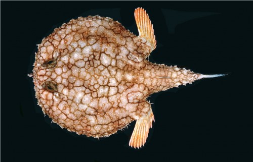 Морской нетопырь (лат. Ogcocephalidae) (англ. Batfish)