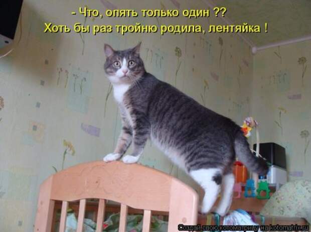 Котоматрица для хорошего настроения (35 фото)