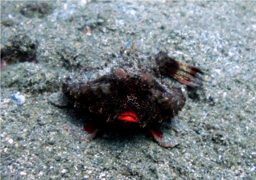 Морской нетопырь (лат. Ogcocephalidae) (англ. Batfish)