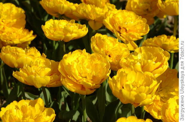 Желтые тюльпаны крупным планом