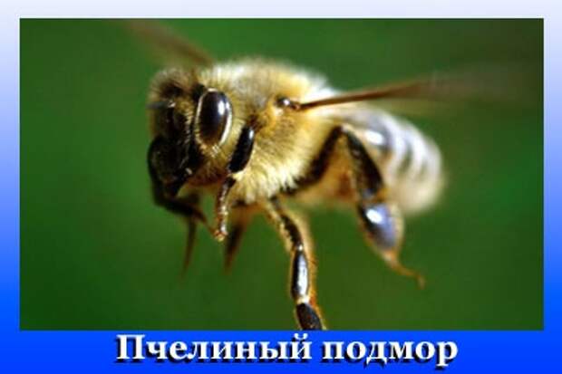 269b36e876e375e05083f78293992209_M (400x267, 52Kb)