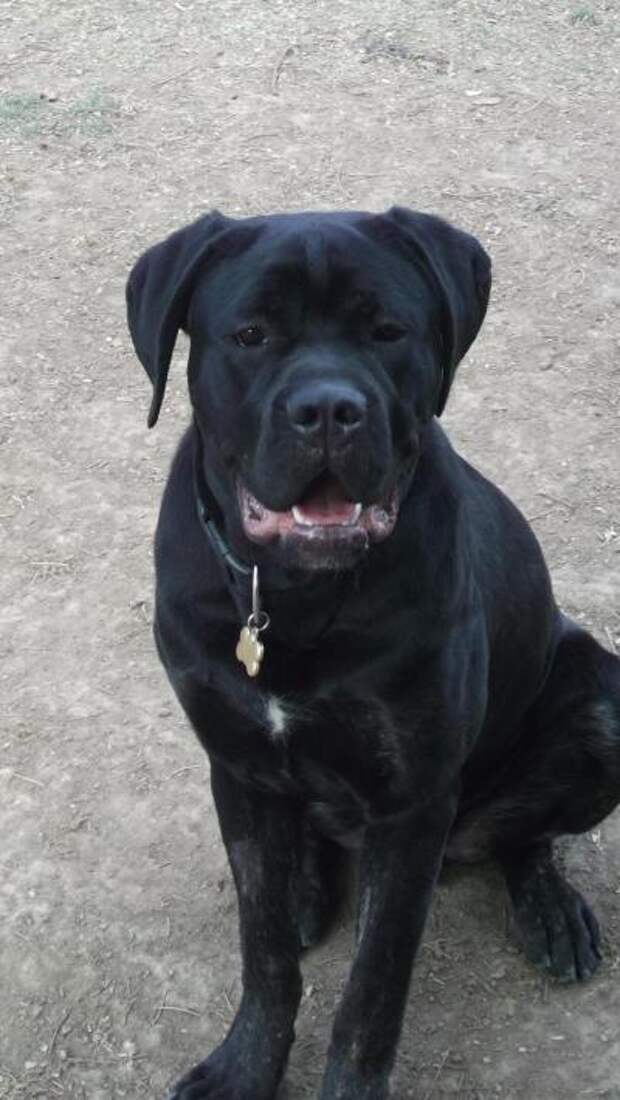 This week on Meet the Giants, we're talking about the Cane Corso! Read more for tons of fabulous breed information!