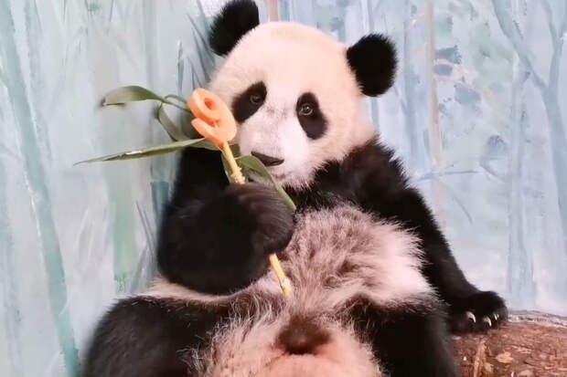 Московский зоопарк показал реакцию панды Катюши на подарок на 9 месяцев
