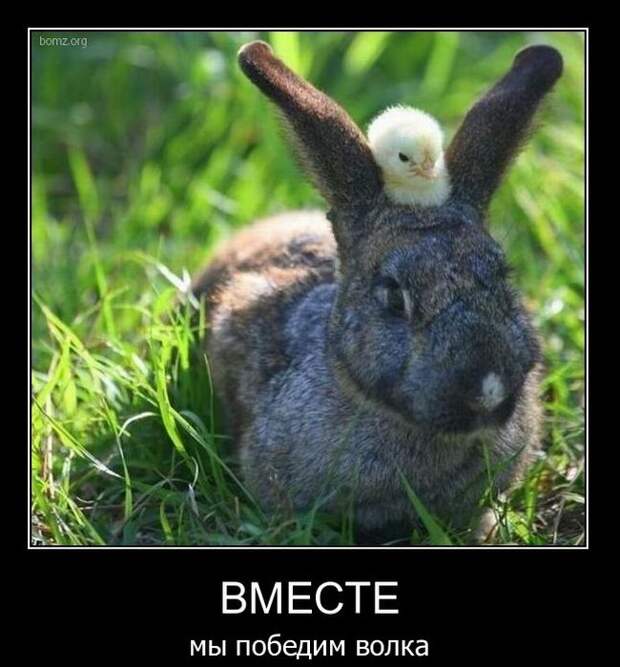 Демотиваторы (38 фото)