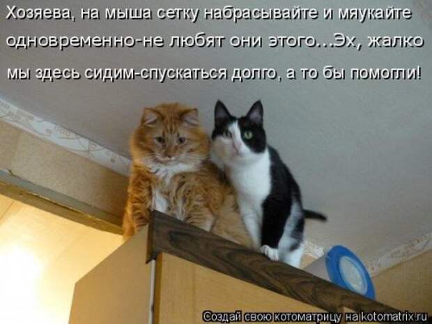Еженедельная котоматрица (26 фото)