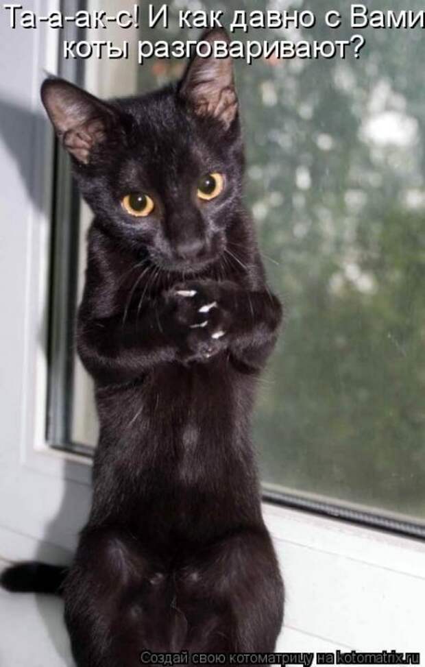 Котоматрица