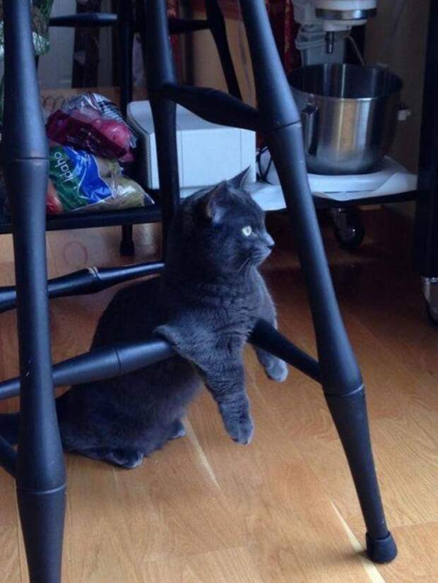 КОТОприколы