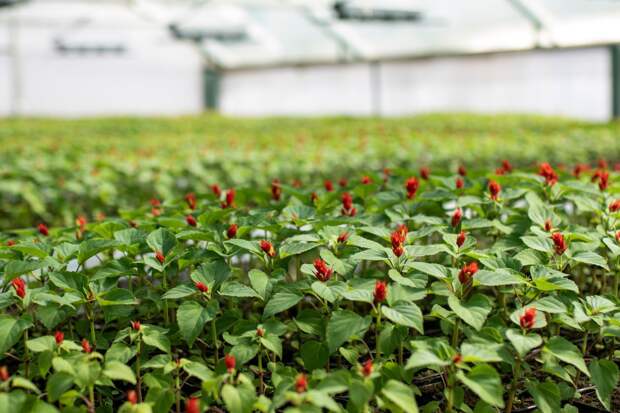 Свыше 60 тысяч цветов украсят Симферополь к майским праздникам