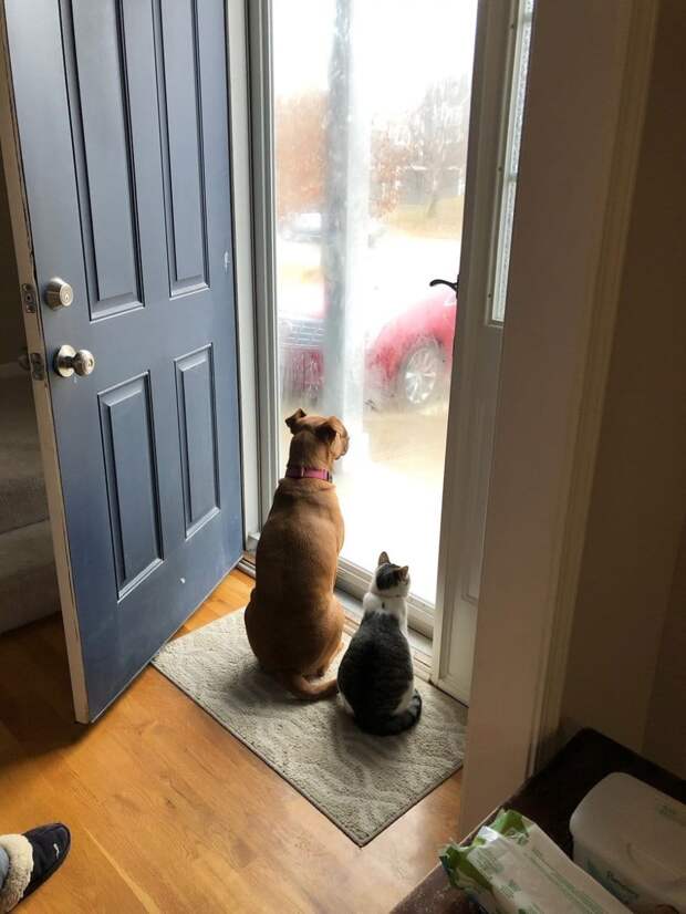кот и собака у дверей