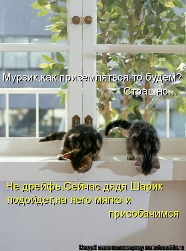 Лучшие котоматрицы недели