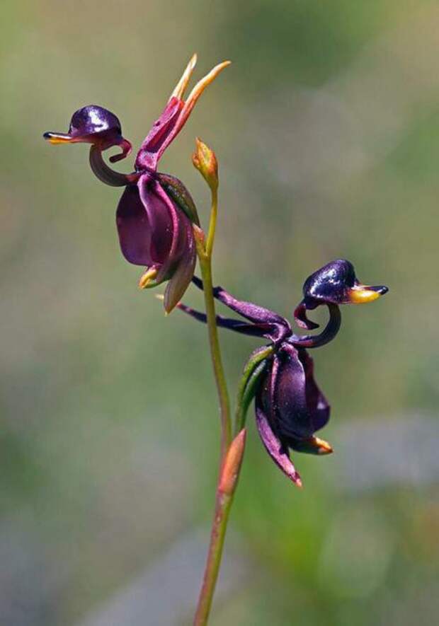 Орхидея «Летящая уточка» — Caleana Major интересное, цветы в мире, юмор