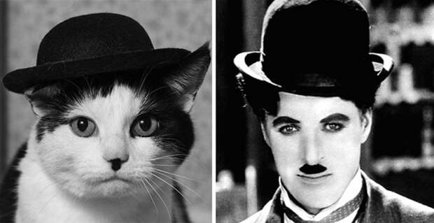 Копия Чарли Чаплина. гулять, кошки, фото