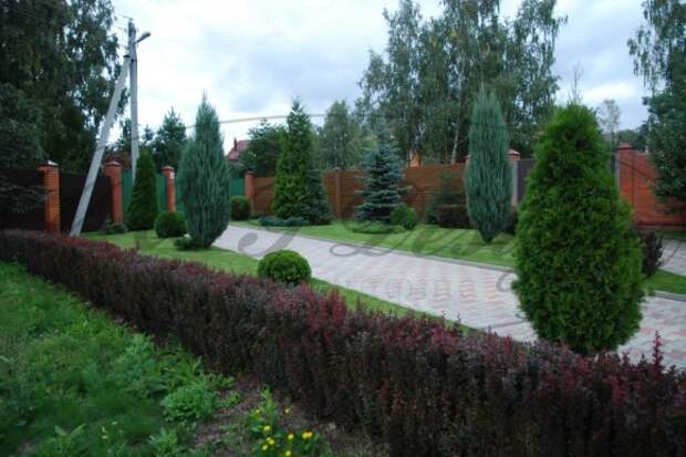 Живая изгородь из барбариса сорта