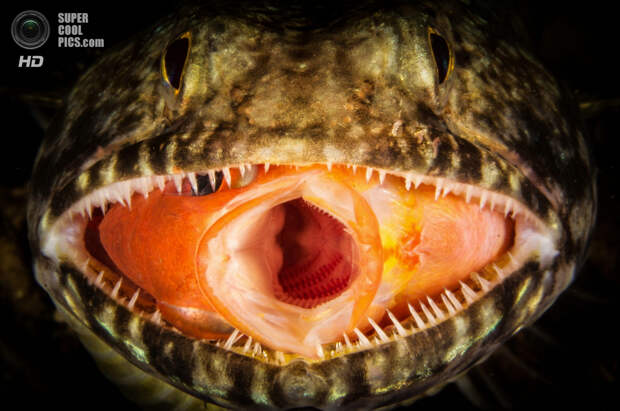 Категория: Macro/Close-up. 2 место. (Doris Vierkotter/UnderwaterPhotography.com)