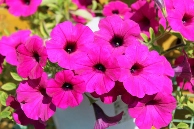 Моя любимица - розовая вегетативная петуния. Скидывайте фото своих цветочков в комментарии - полюбуемся вместе!