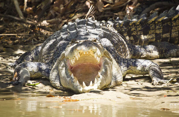 Croc Named Michael Jackson