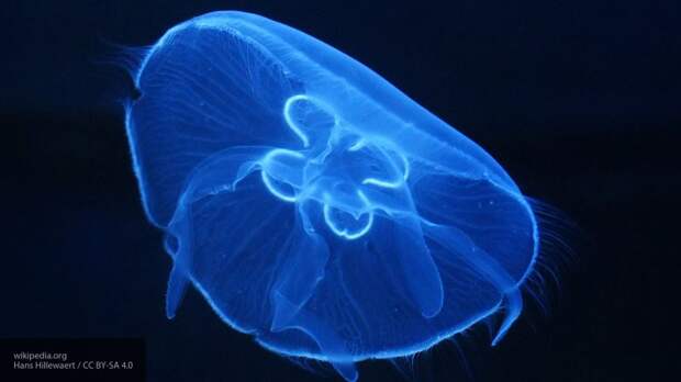 Ученые перечислили самых опасных медуз морских глубин