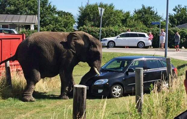 Рассвирепевший цирковой слон сорвался на автомобиле