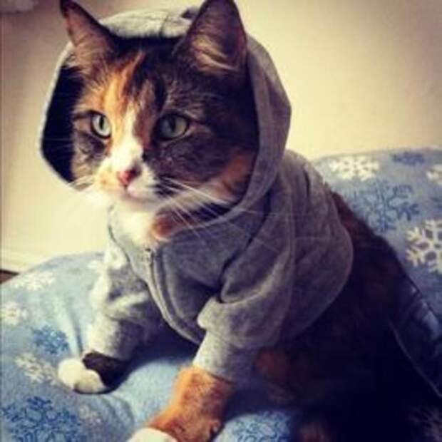 Котик в капюшоне Котик в капюшоне кардиган, кот